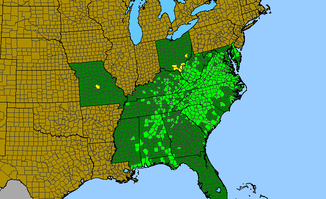 The range of Verbesina occidentalis